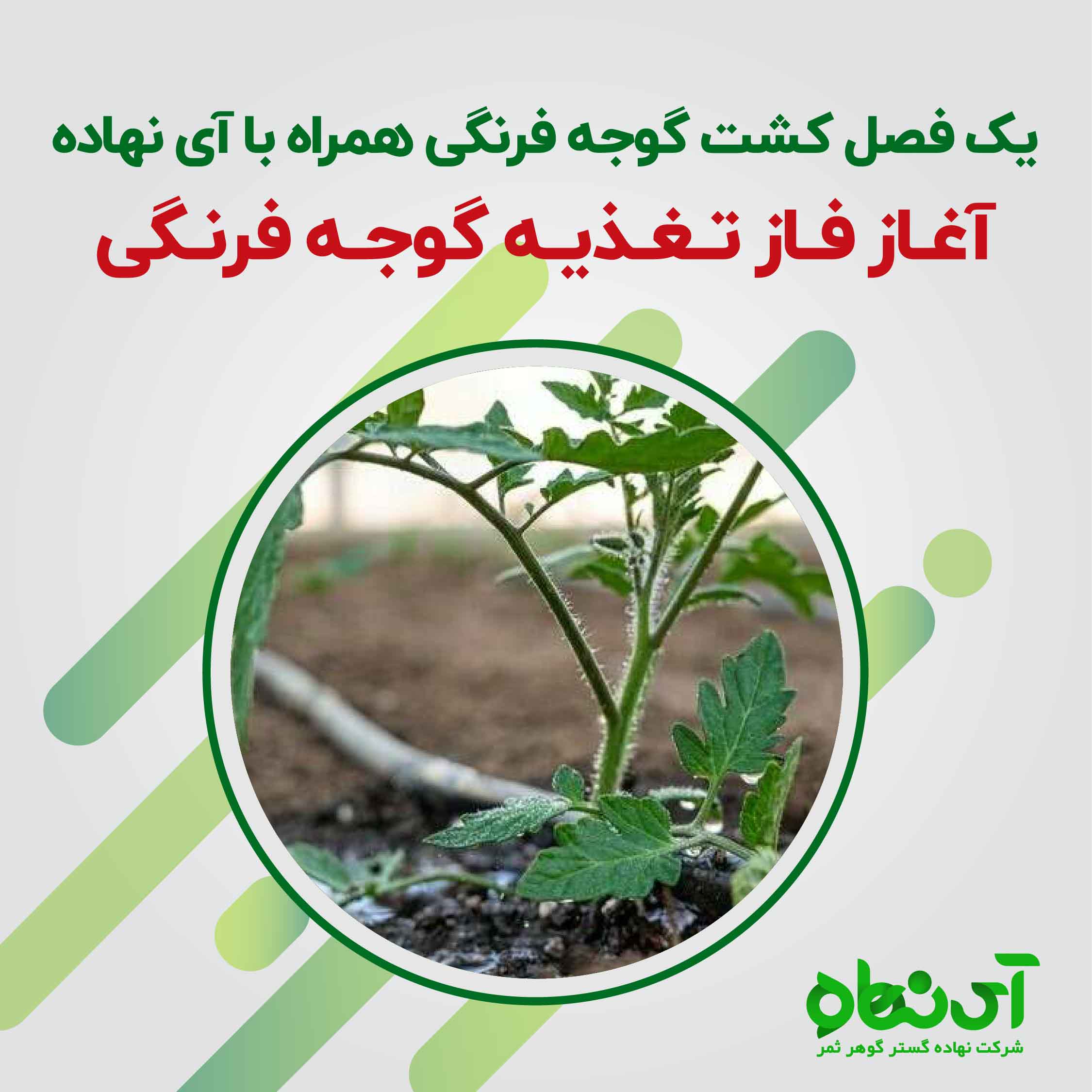 یک فصل کشت گوجه فرنگی همراه با آی نهاده باشید؛ این قسمت، آغاز تغذیه گوجه فرنگی 